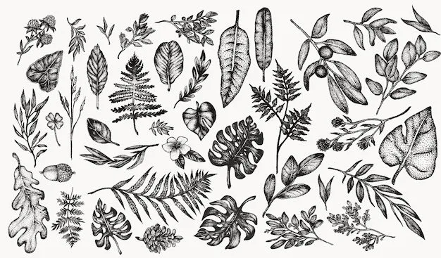 Illustration plantes